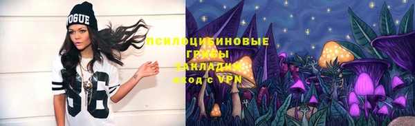 индика Ельня