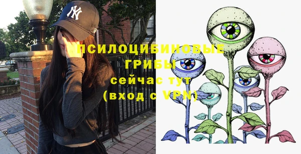 индика Ельня